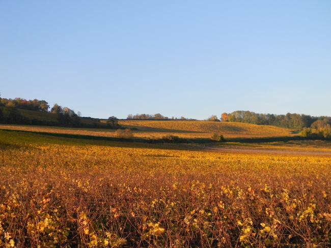 Champagne PAILLETTE - Vignoble