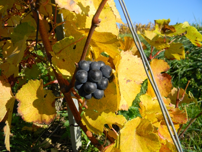 Champagne PAILLETTE - Petit bouvreux de pinot meunier