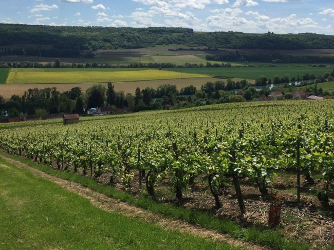 Champagne PAILLETTE -  Champagne PAILLETTE -